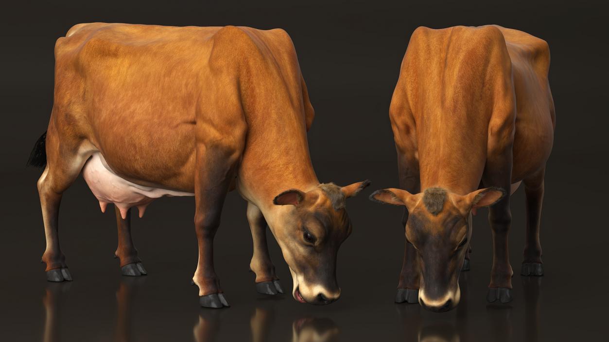 Mini Cow Eating Fur 3D model