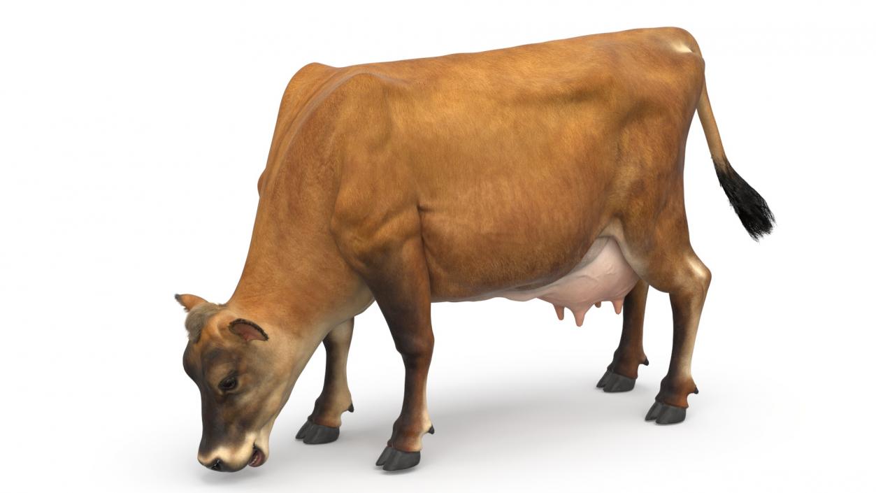 Mini Cow Eating Fur 3D model