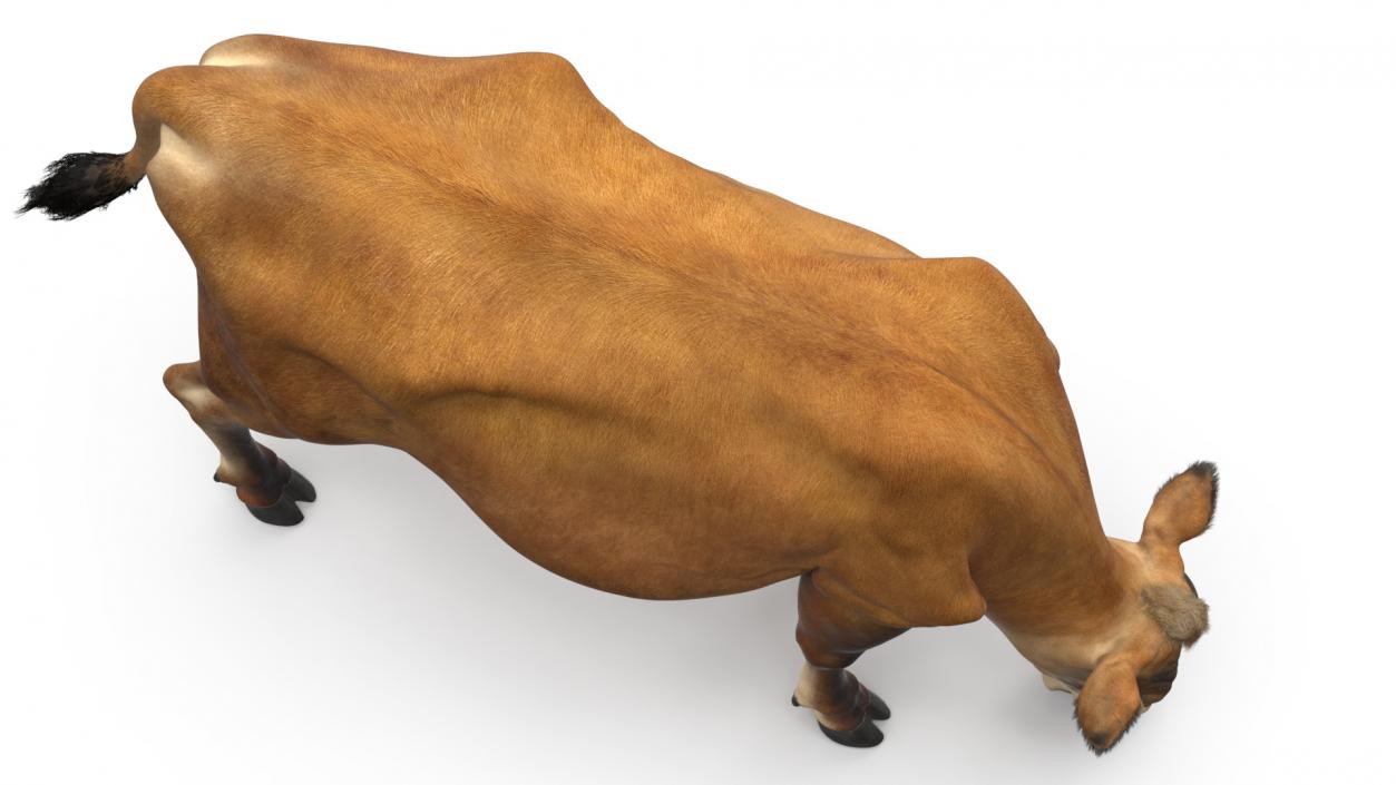 Mini Cow Eating Fur 3D model