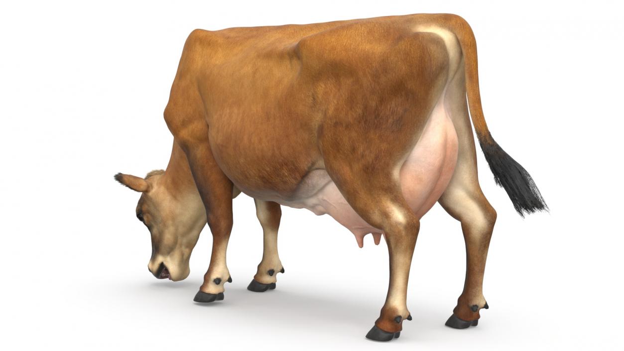 Mini Cow Eating Fur 3D model