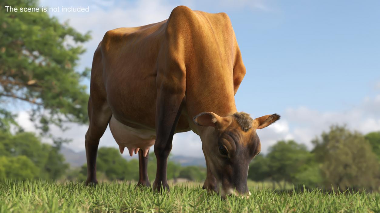 Mini Cow Eating Fur 3D model