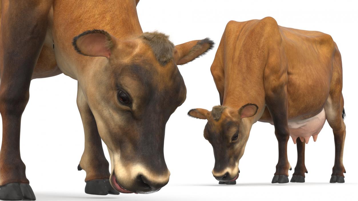 Mini Cow Eating Fur 3D model