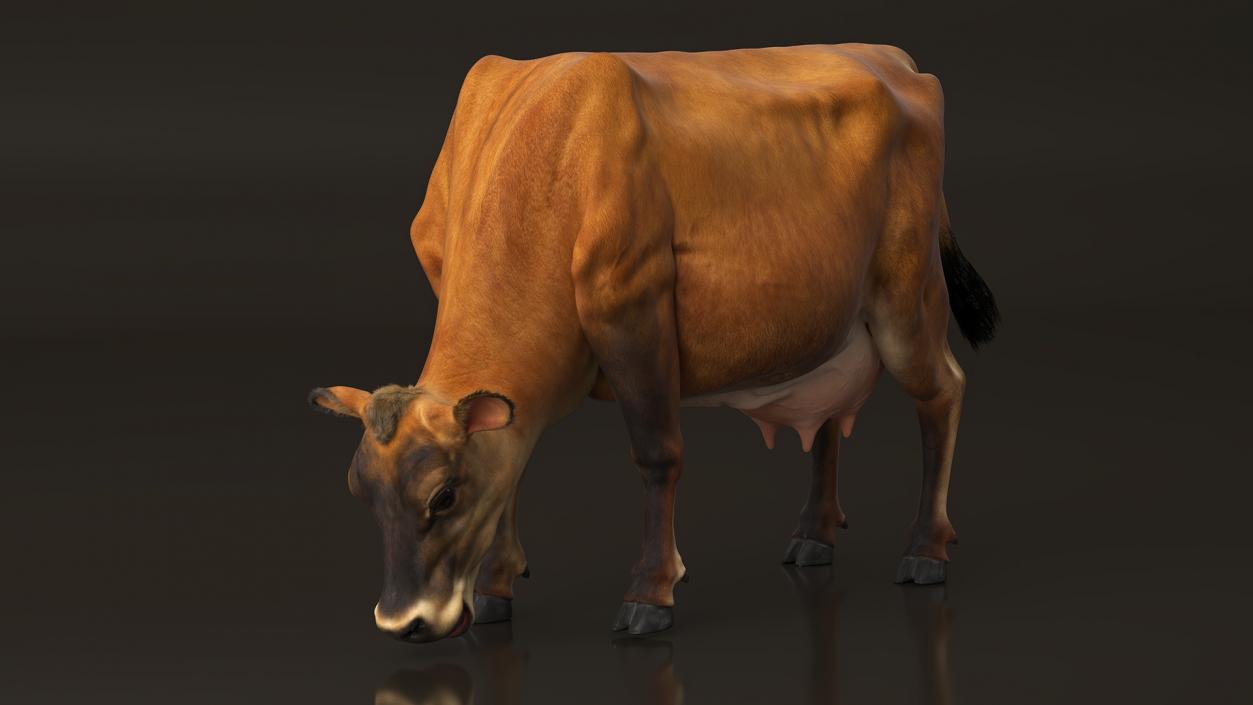 Mini Cow Eating Fur 3D model