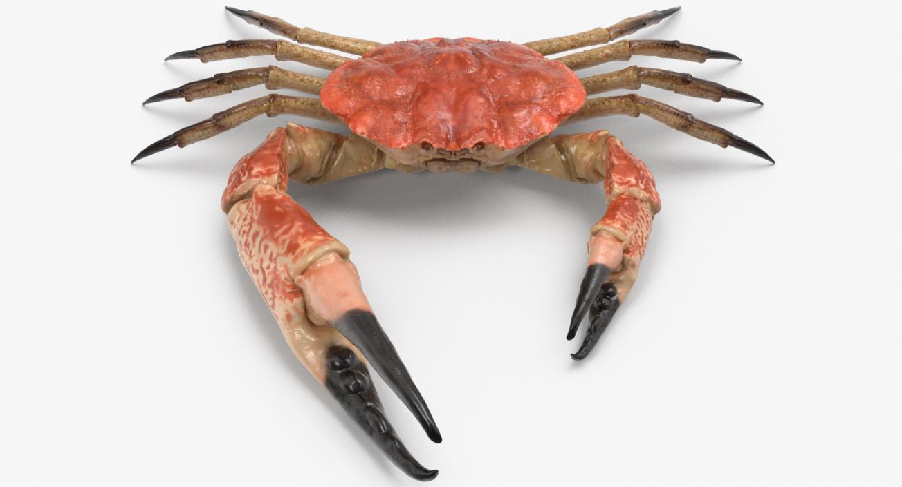 3D model Tasmanian Giant Crab