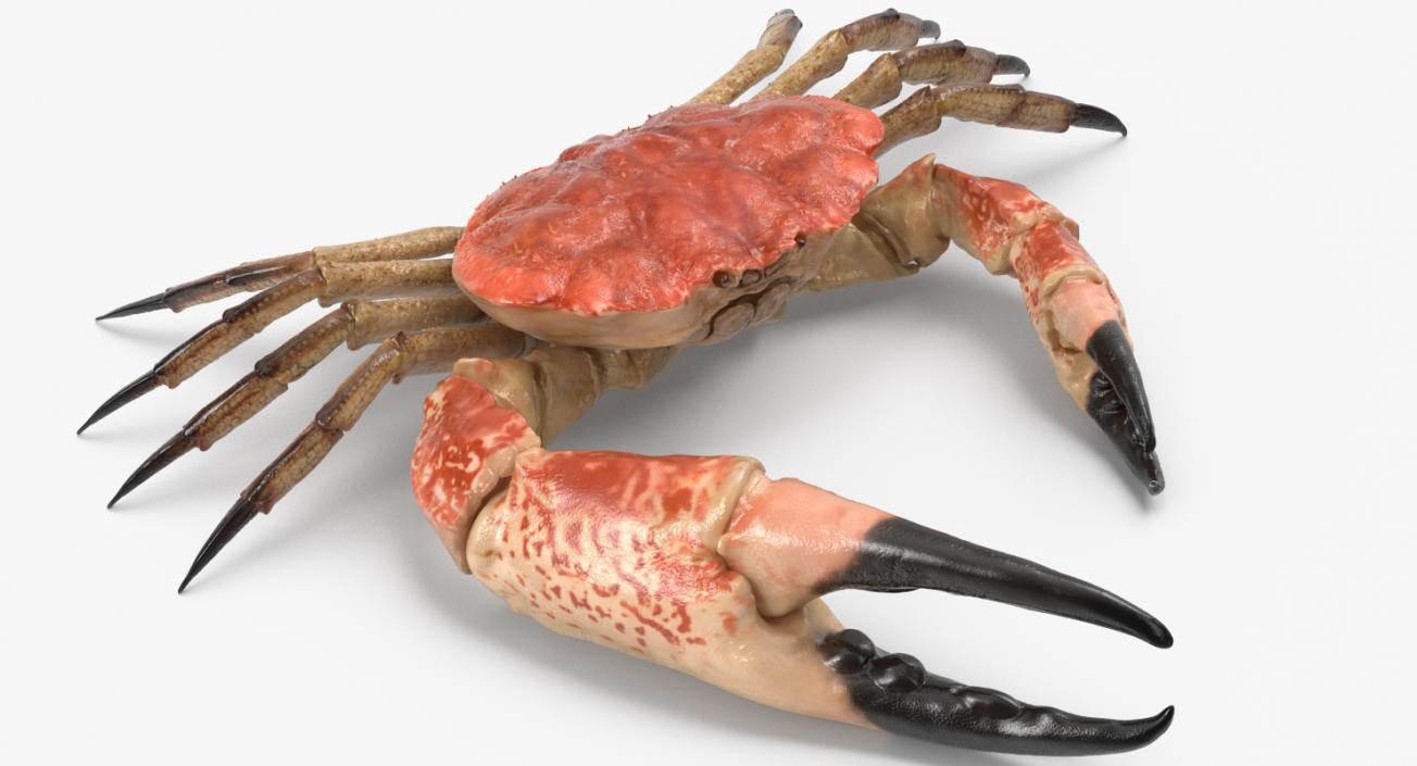 3D model Tasmanian Giant Crab