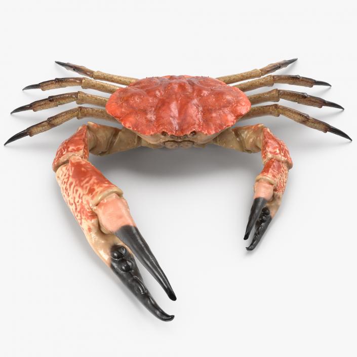 3D model Tasmanian Giant Crab