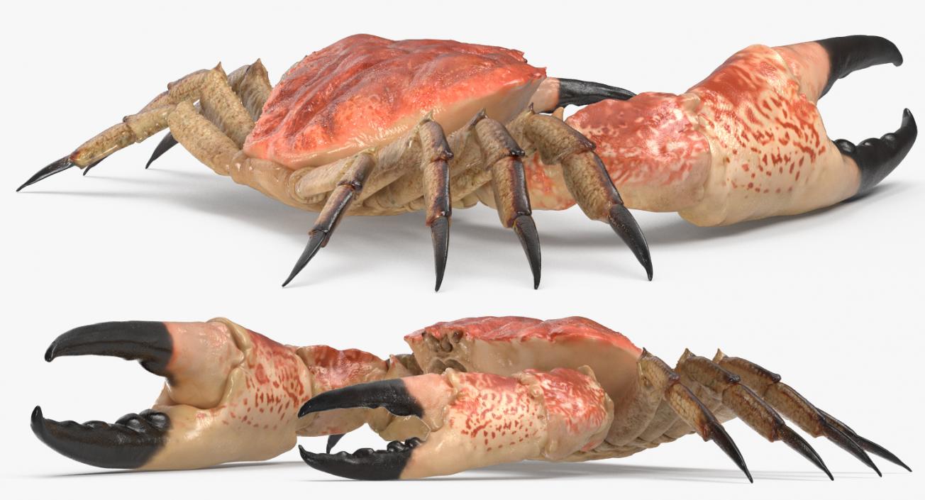 3D model Tasmanian Giant Crab