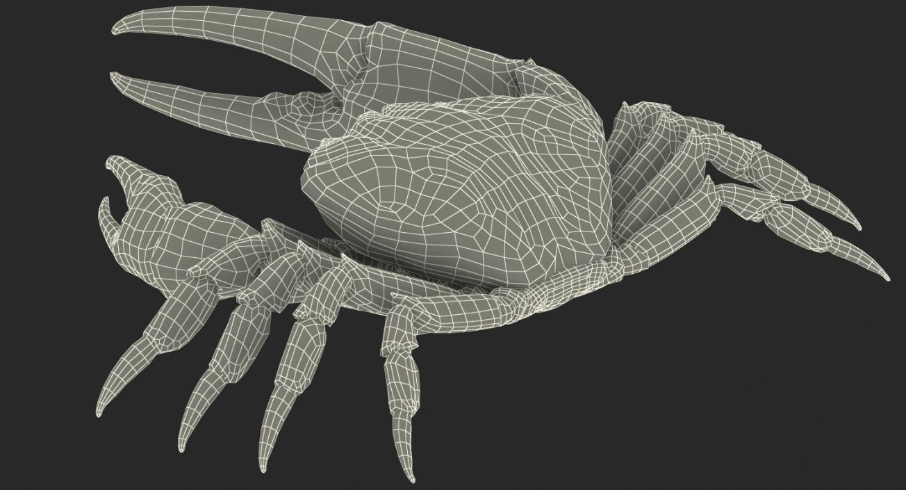 3D model Tasmanian Giant Crab