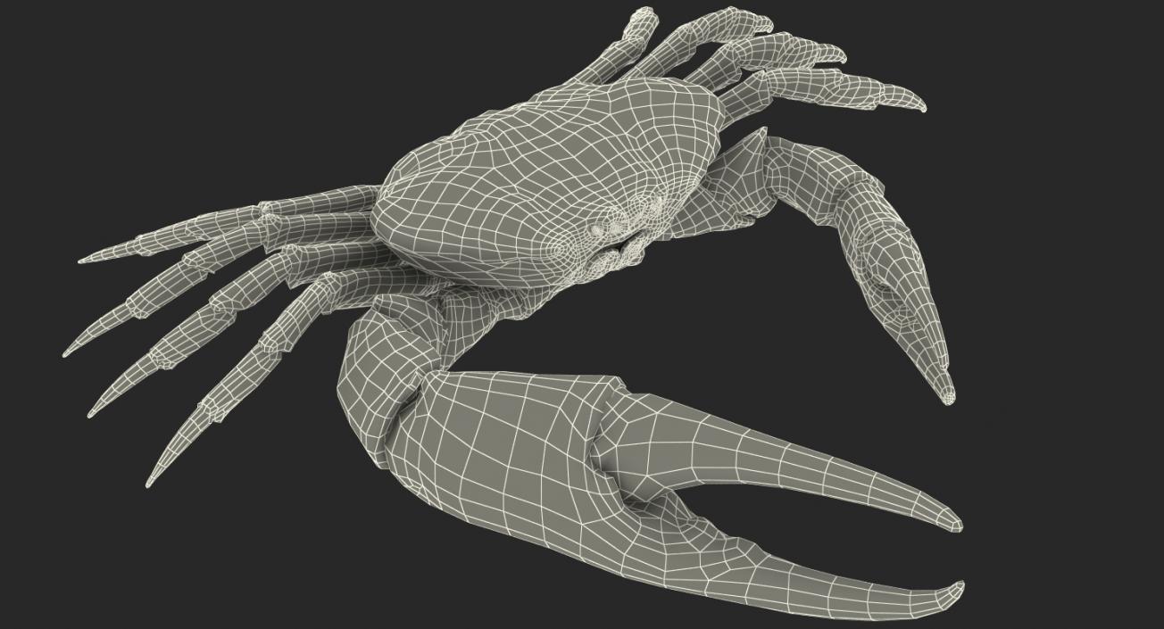 3D model Tasmanian Giant Crab