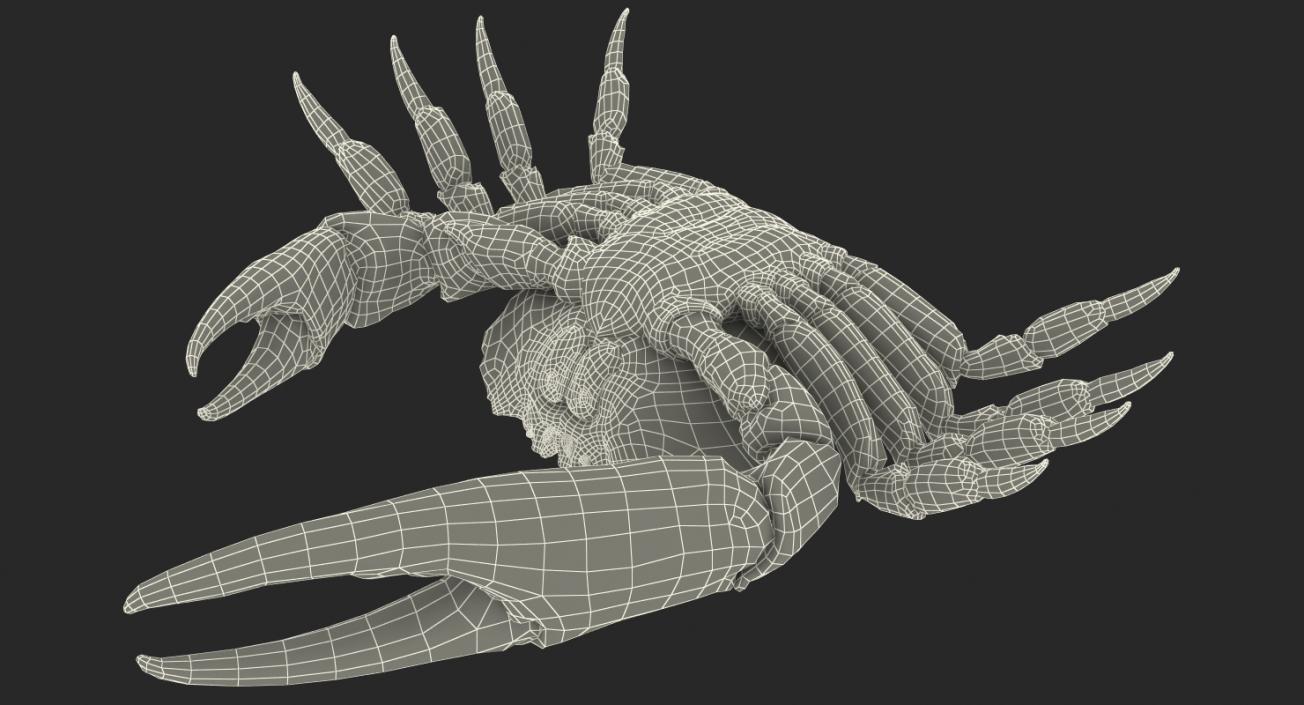 3D model Tasmanian Giant Crab