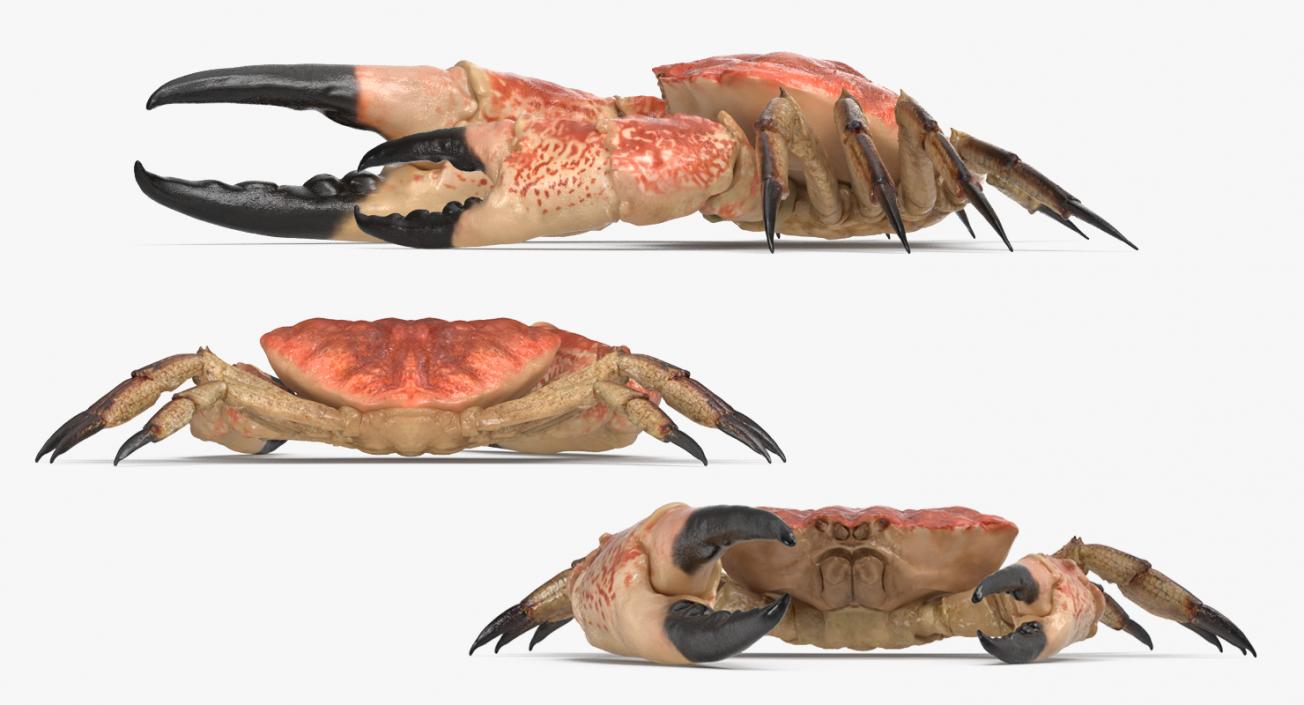 3D model Tasmanian Giant Crab