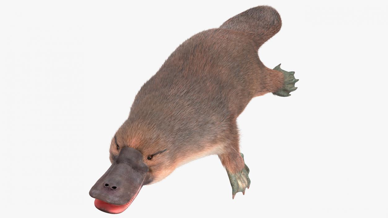 Platypus Fur 3D