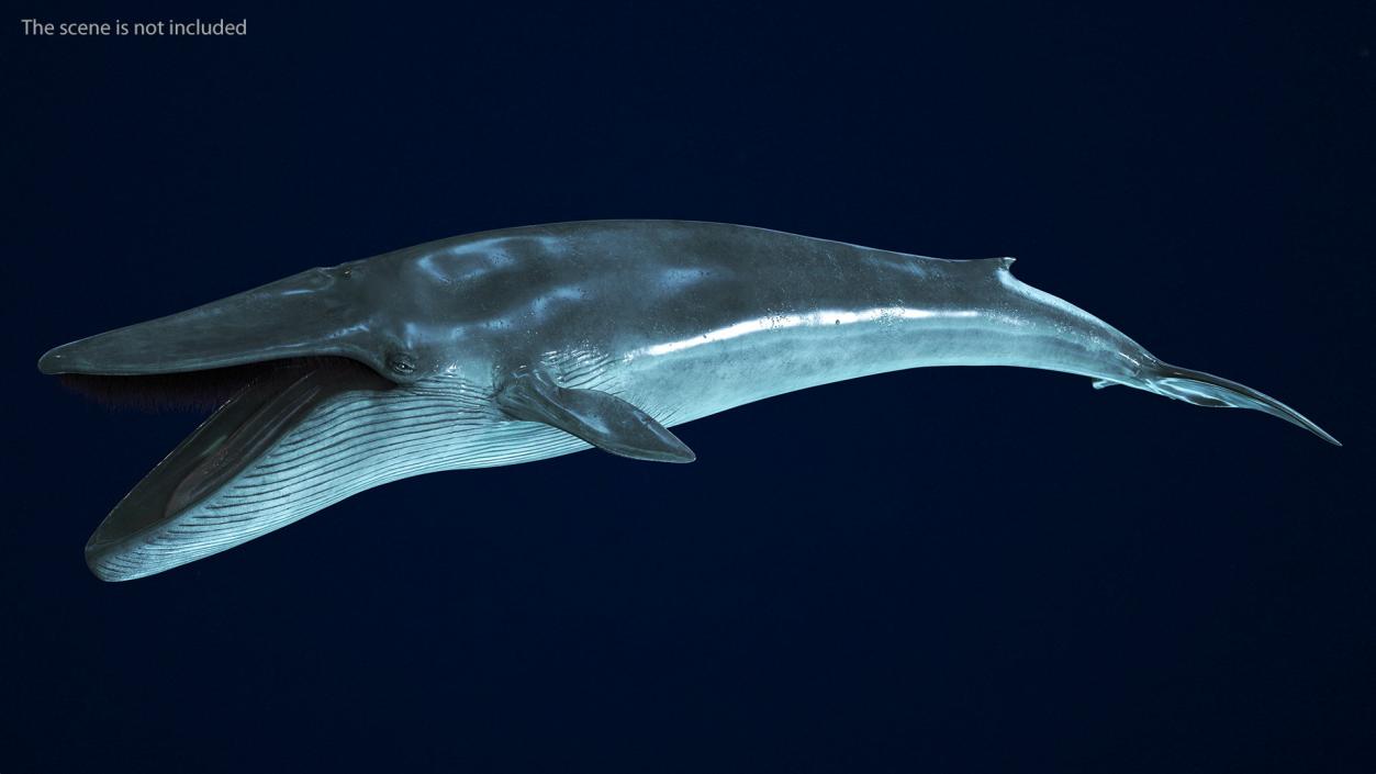 3D Blue Whale Fur Rigged