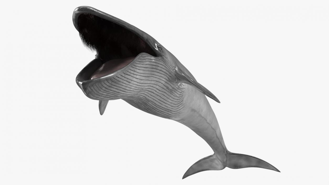 3D Blue Whale Fur Rigged