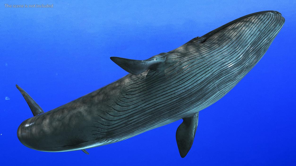 3D Blue Whale Fur Rigged