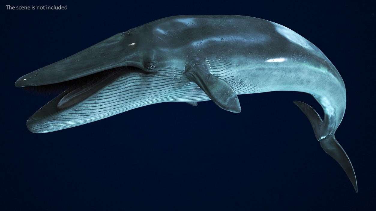 3D Blue Whale Fur Rigged