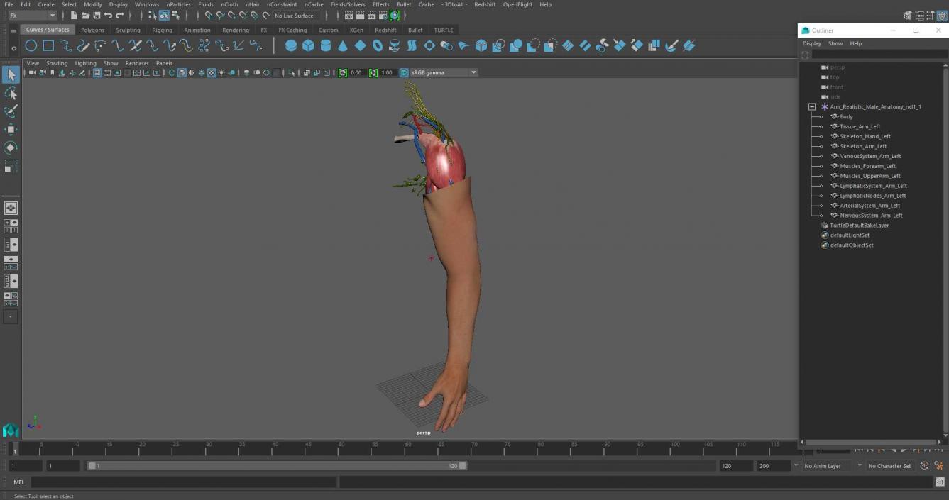 3D Arm Realistic Male Anatomy