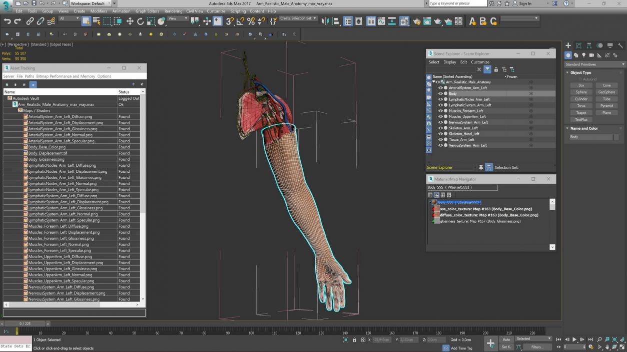 3D Arm Realistic Male Anatomy