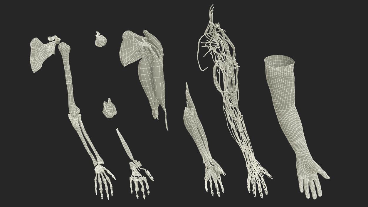 3D Arm Realistic Male Anatomy