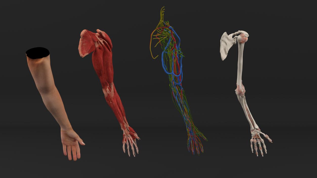 3D Arm Realistic Male Anatomy