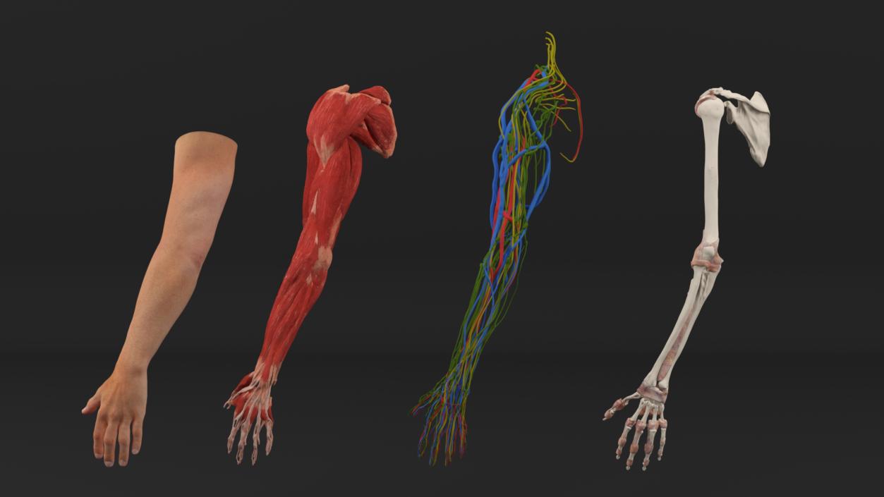 3D Arm Realistic Male Anatomy