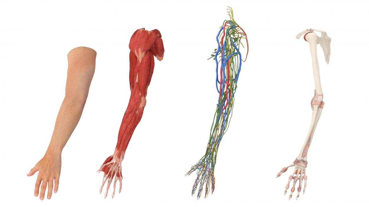 3D Arm Realistic Male Anatomy