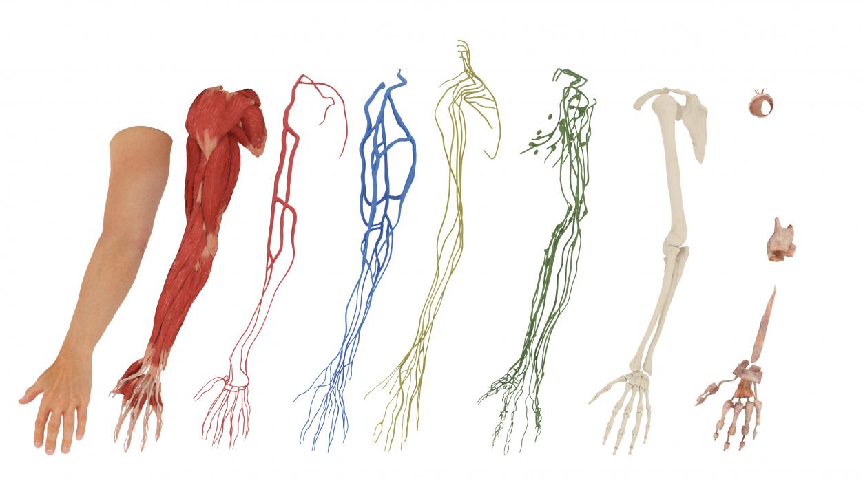 3D Arm Realistic Male Anatomy