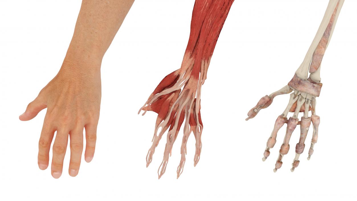 3D Arm Realistic Male Anatomy