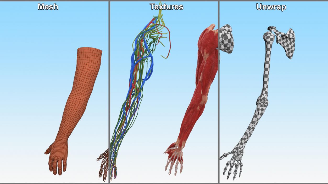 3D Arm Realistic Male Anatomy