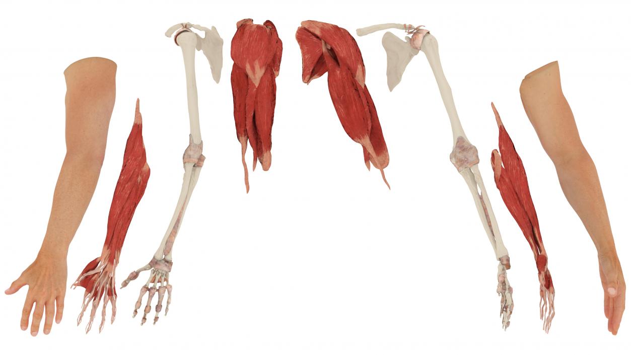 3D Arm Realistic Male Anatomy