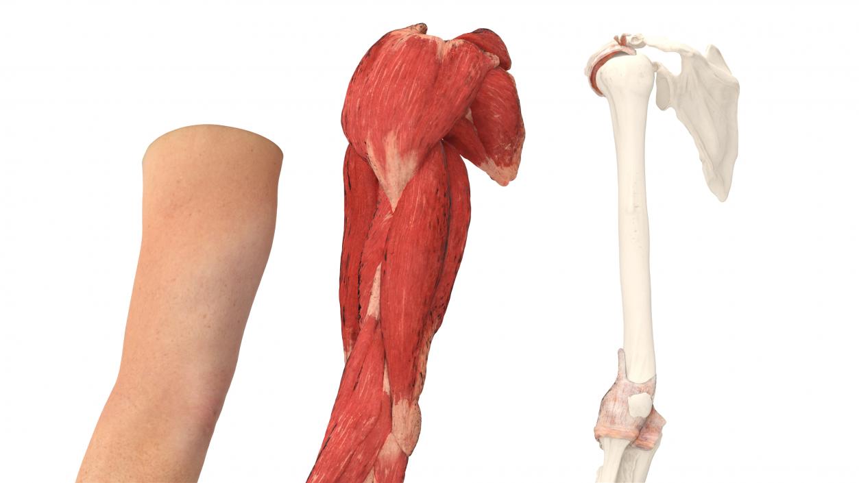 3D Arm Realistic Male Anatomy