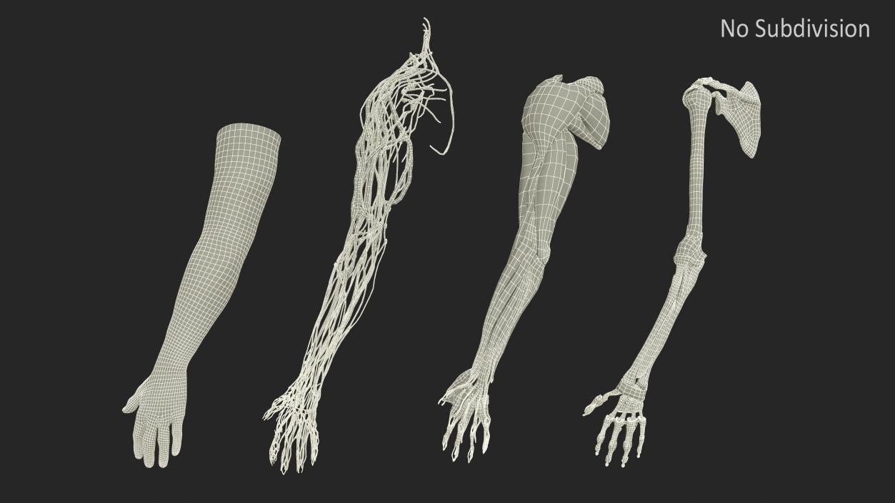 3D Arm Realistic Male Anatomy