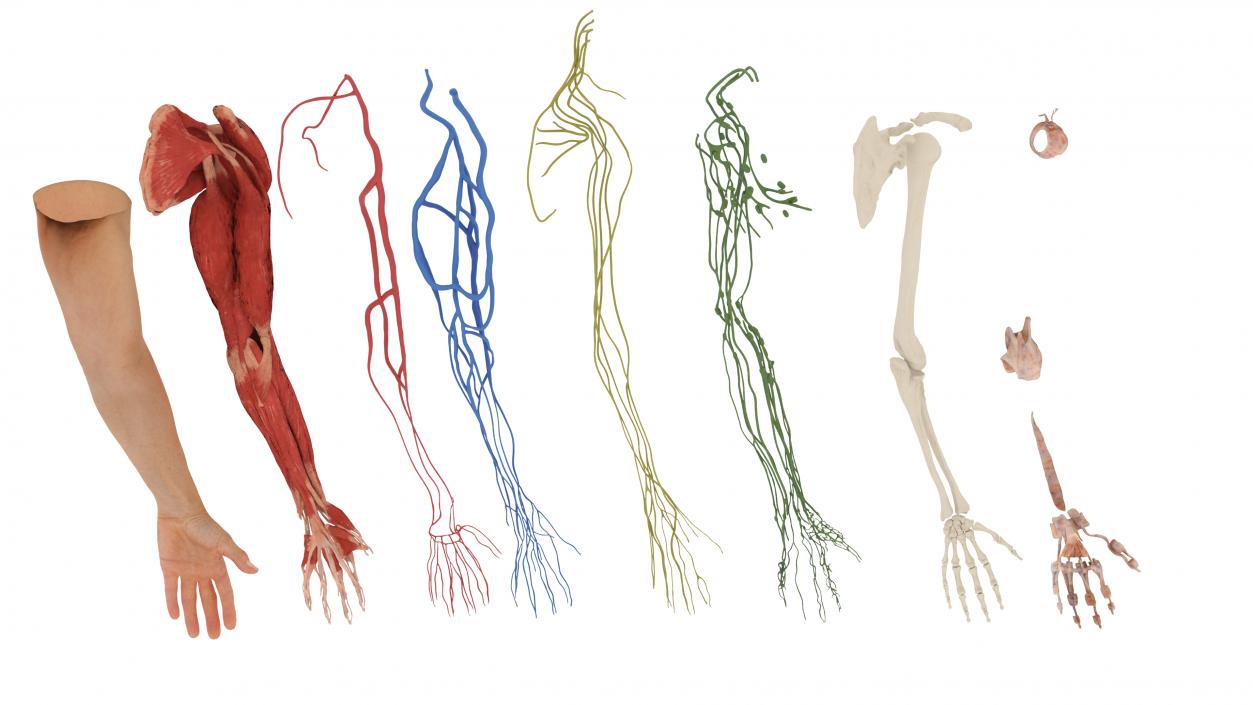 3D Arm Realistic Male Anatomy