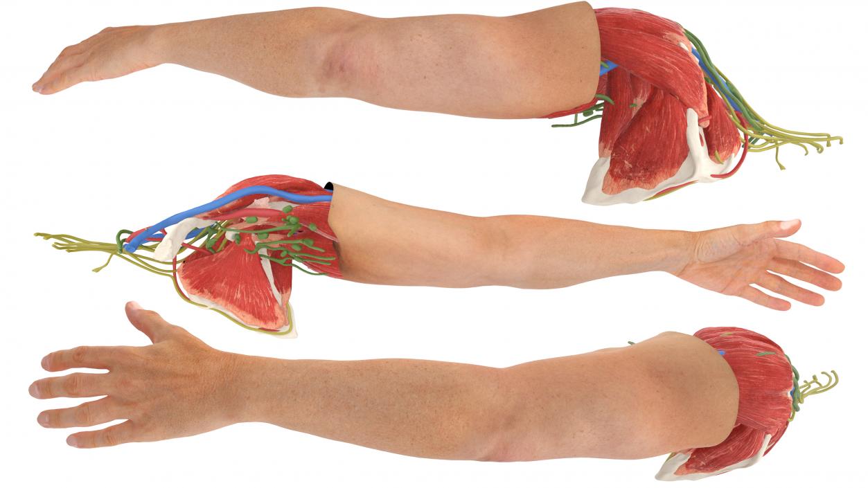 3D Arm Realistic Male Anatomy