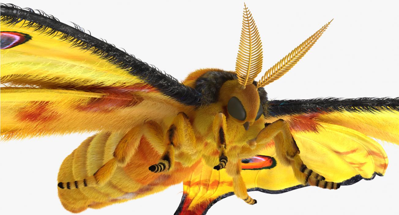 Comet Moth with Fur 3D model