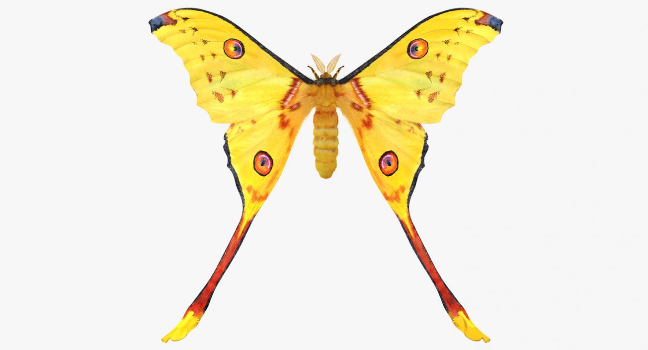 Comet Moth with Fur 3D model