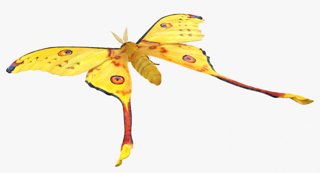 Comet Moth with Fur 3D model