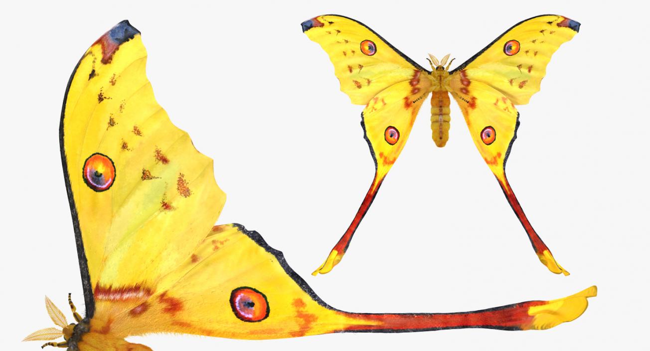 Comet Moth with Fur 3D model