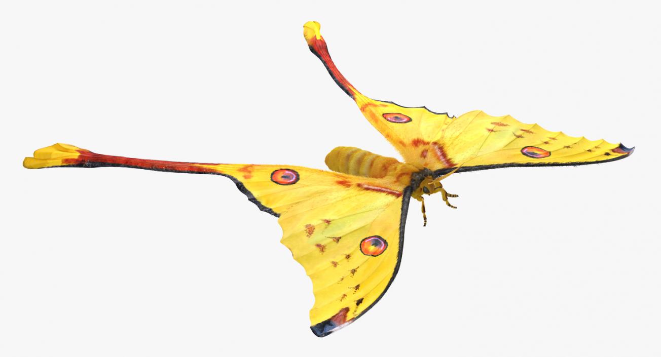 Comet Moth with Fur 3D model