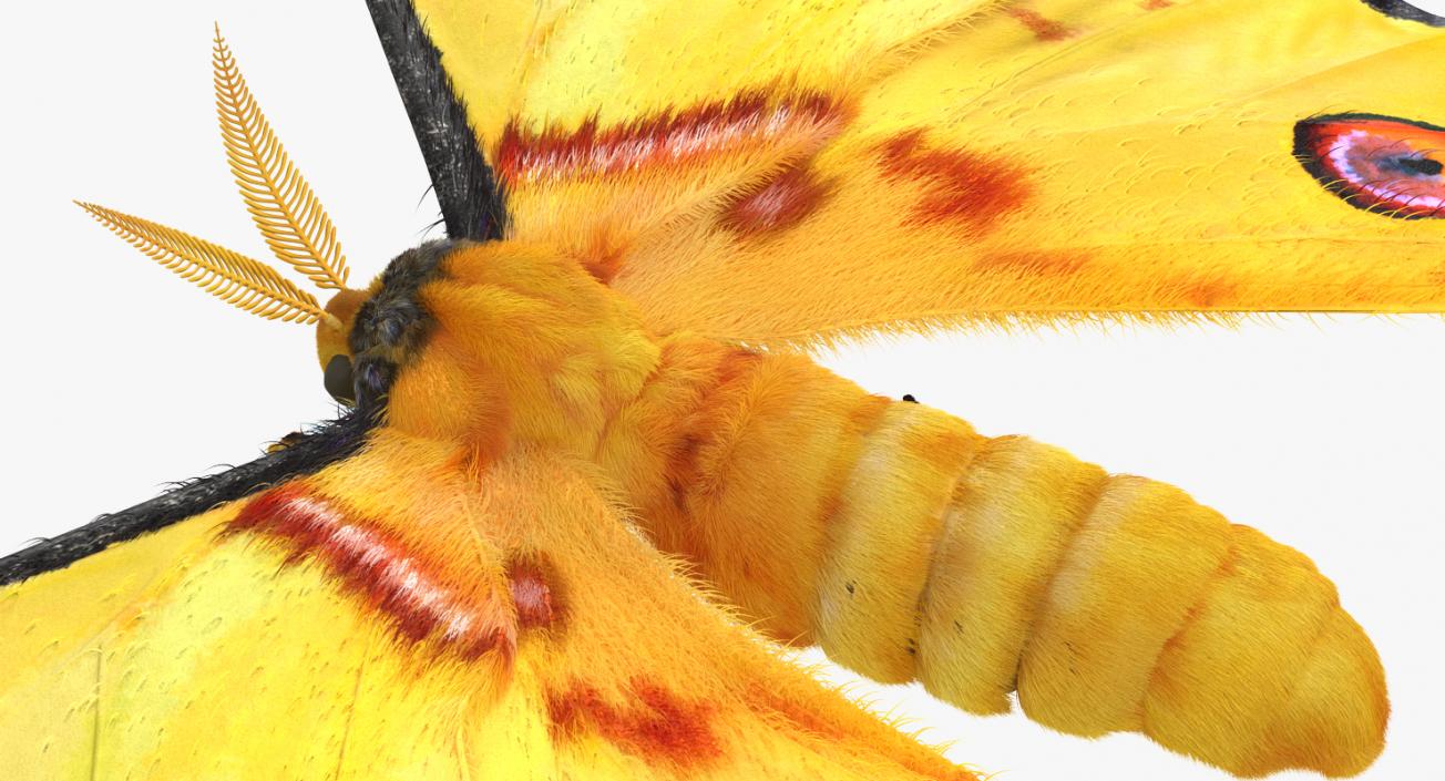 Comet Moth with Fur 3D model