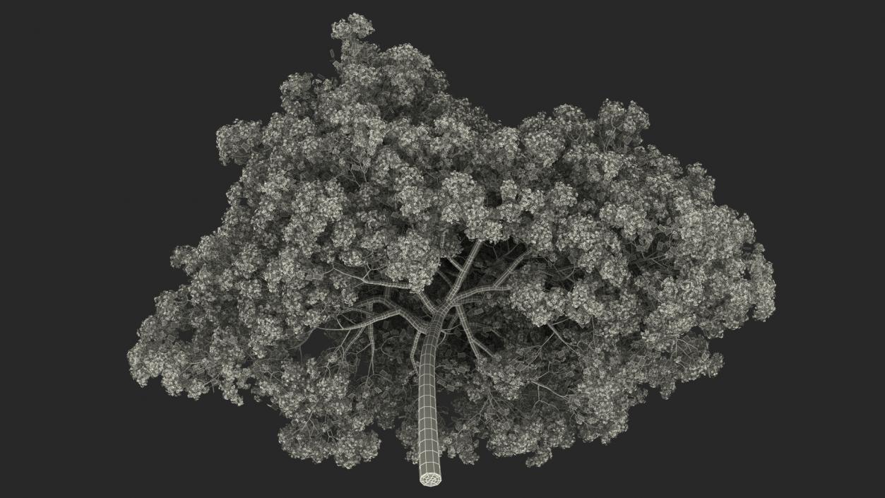 Handroanthus Impetiginosus Foliage 3D model