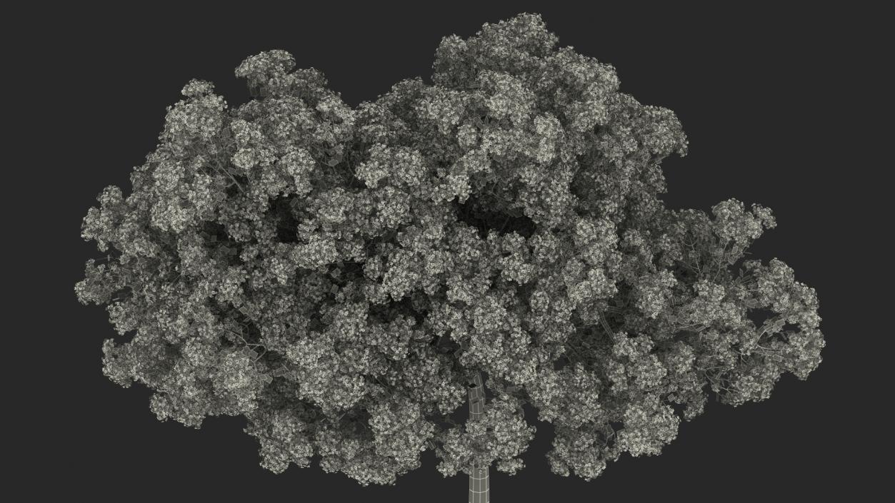 Handroanthus Impetiginosus Foliage 3D model