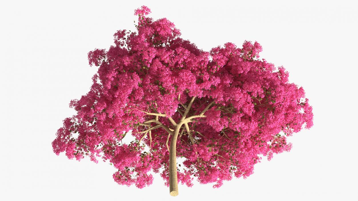 Handroanthus Impetiginosus Foliage 3D model