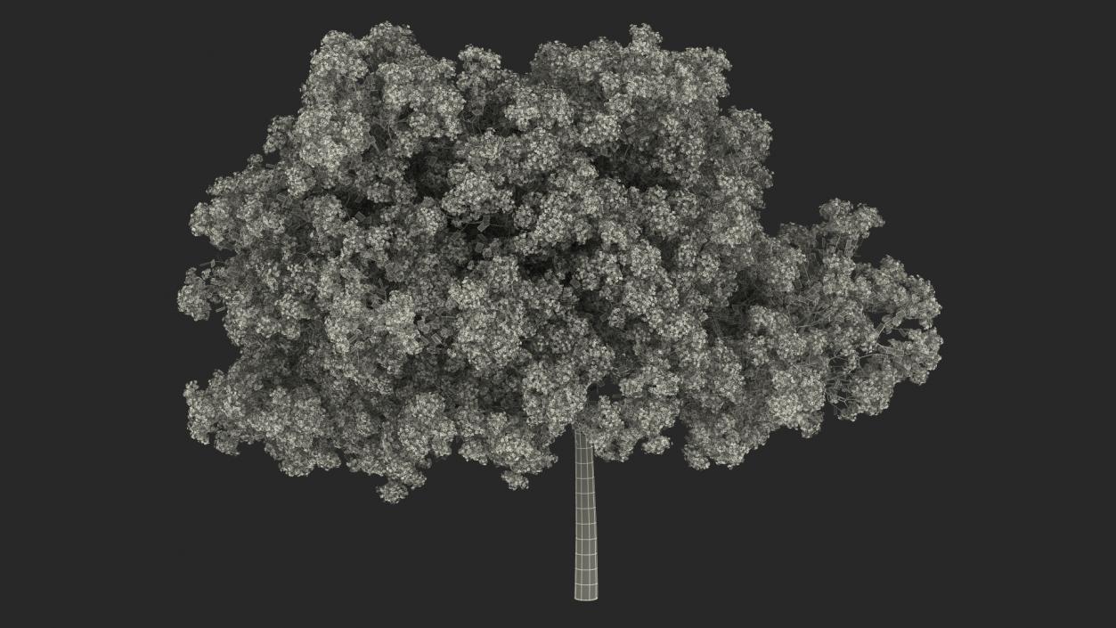 Handroanthus Impetiginosus Foliage 3D model