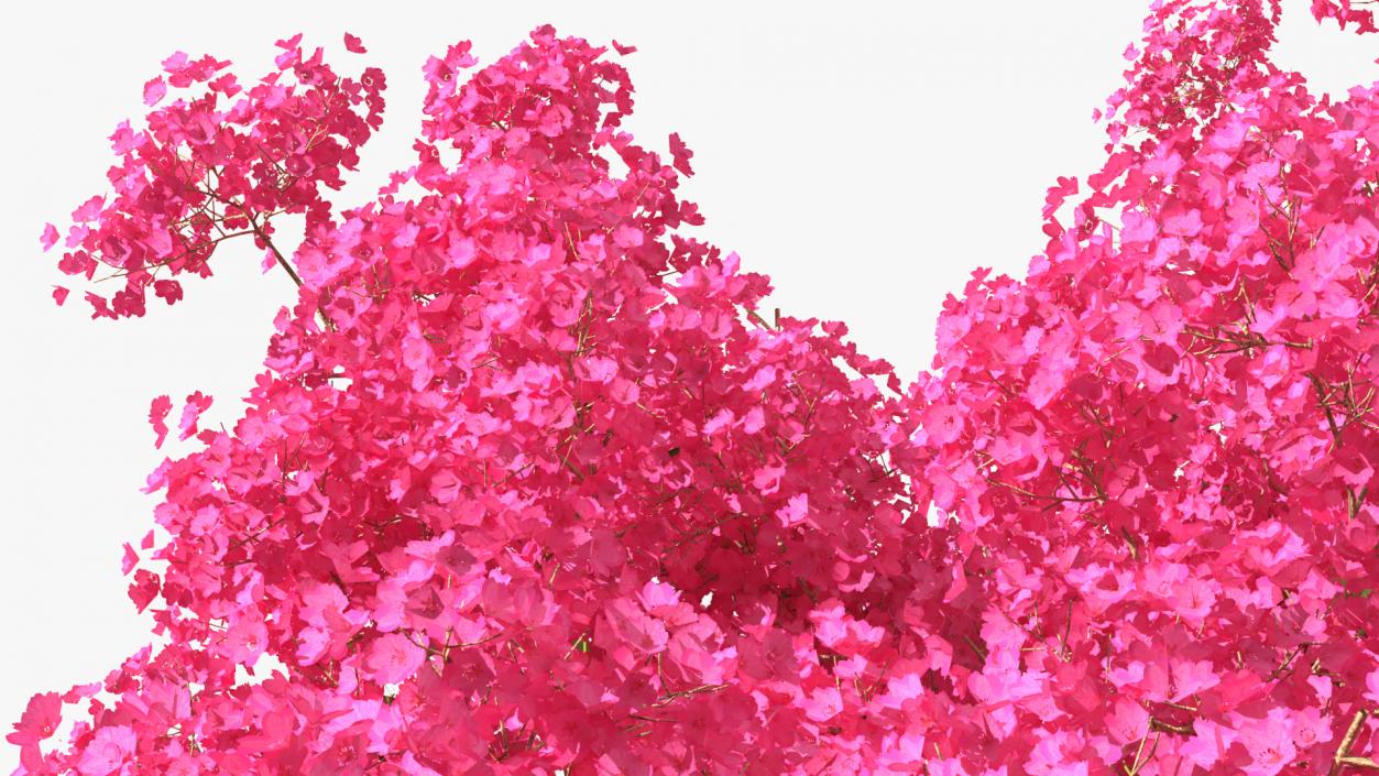 Handroanthus Impetiginosus Foliage 3D model