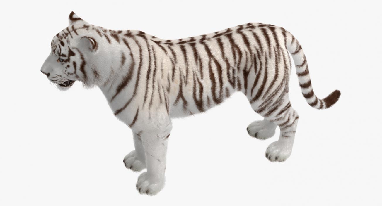 3D model White Tiger with Fur