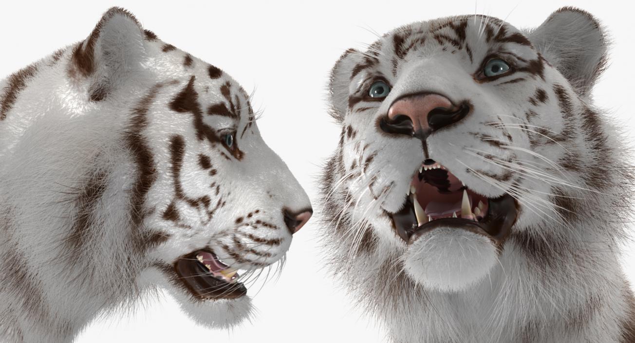 3D model White Tiger with Fur