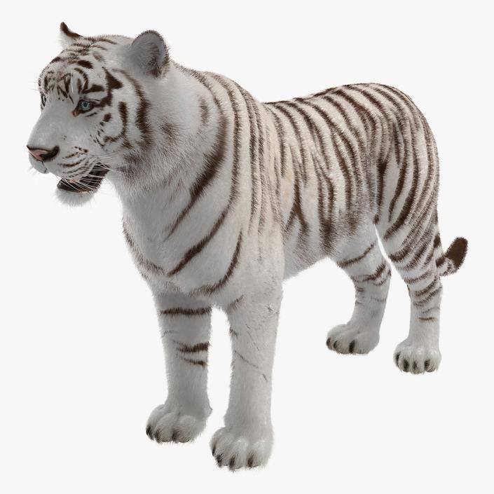 3D model White Tiger with Fur