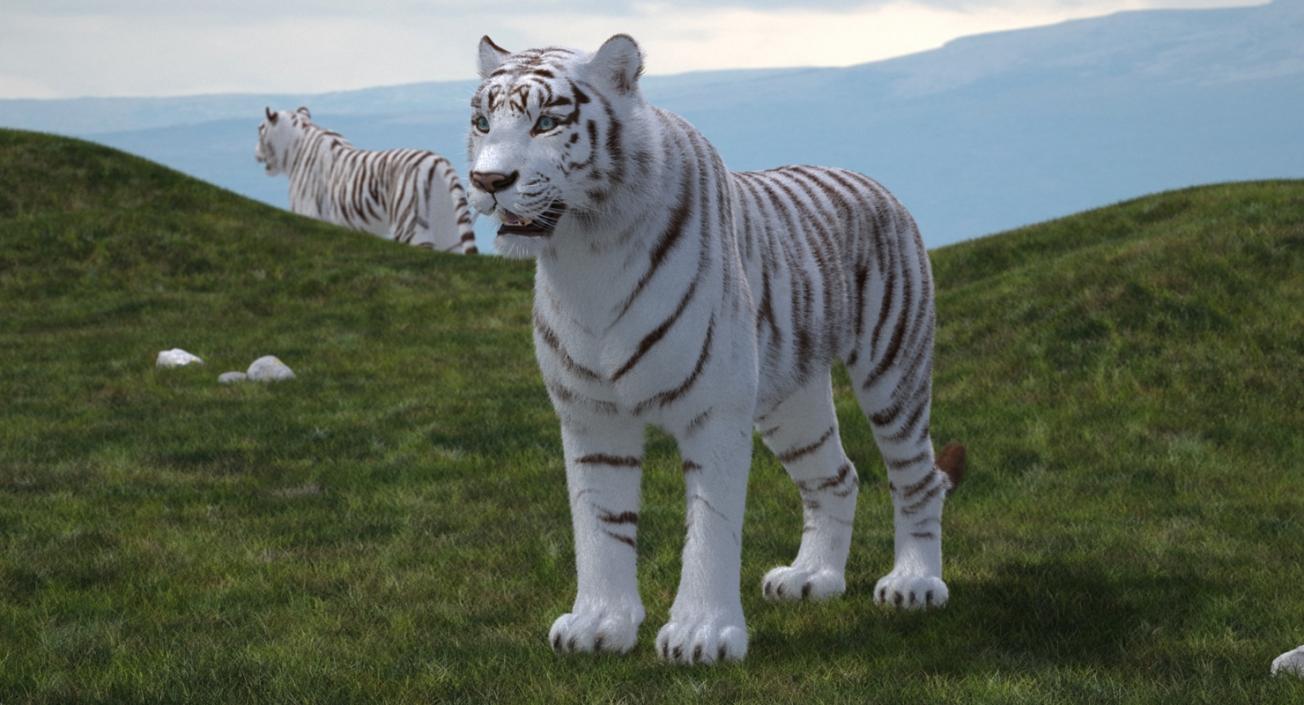 3D model White Tiger with Fur