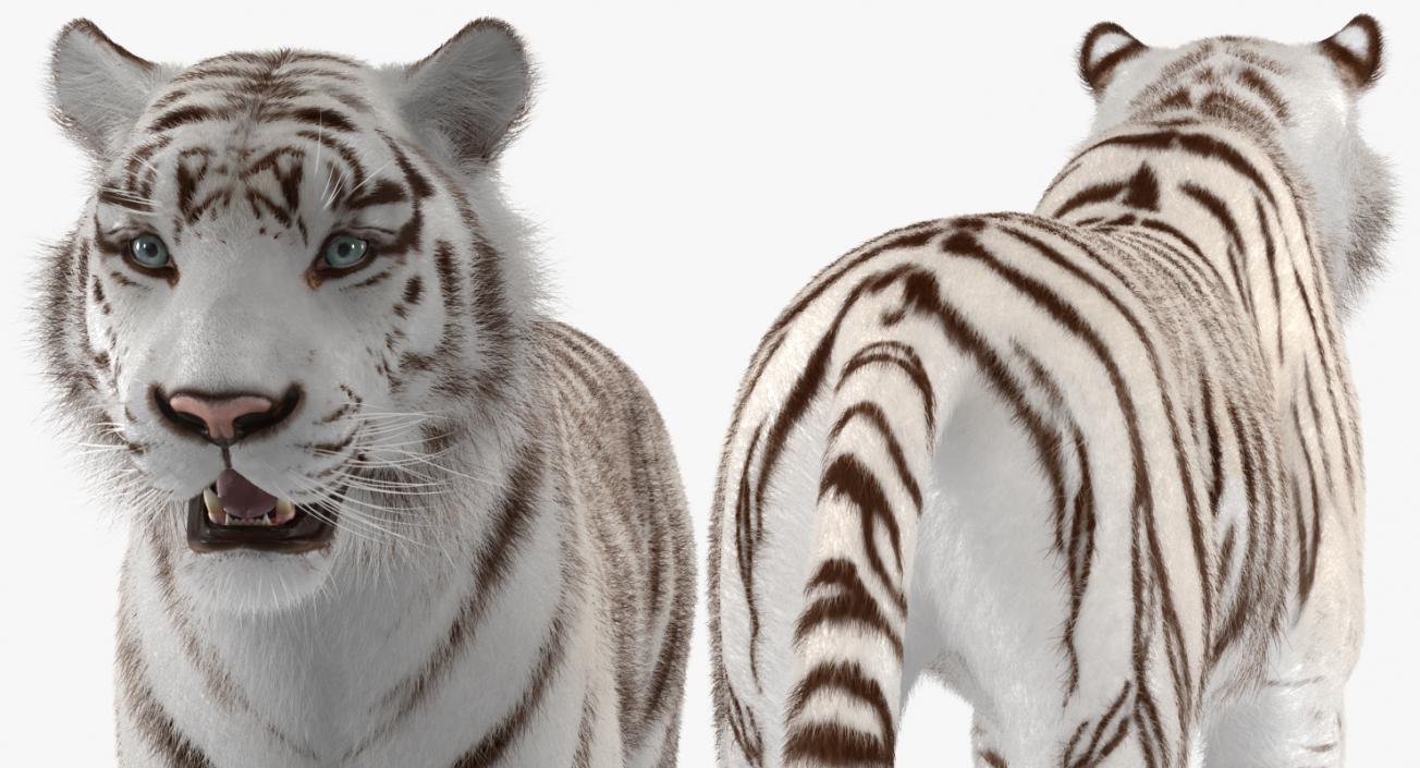 3D model White Tiger with Fur